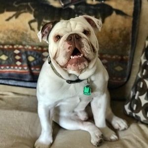 Meet your Posher, Dallas
